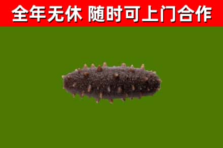 洛浦县烟酒回收干海参.jpg